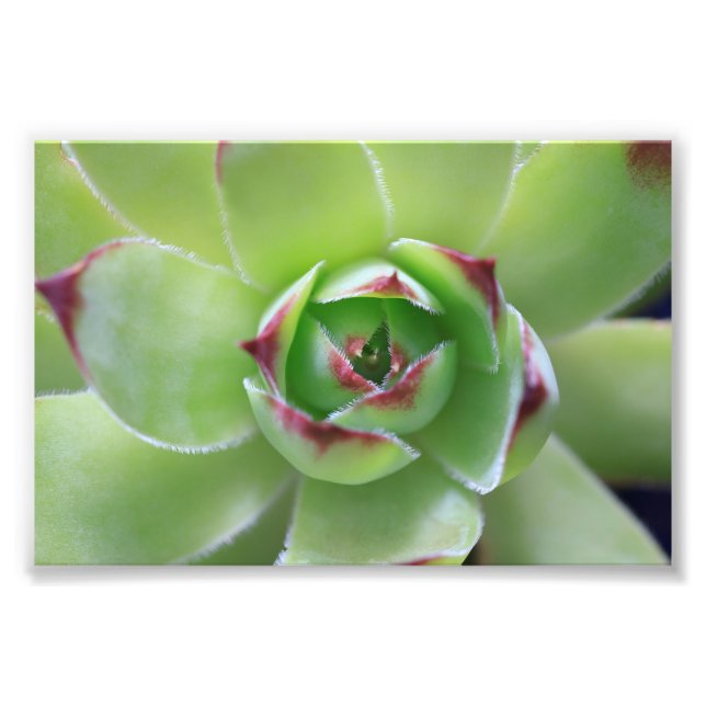 Hen and Chicks Beautiful Green Succulent Flower Photo Print (Front)