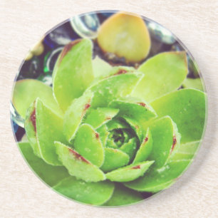 Hen and Chicks Coaster
