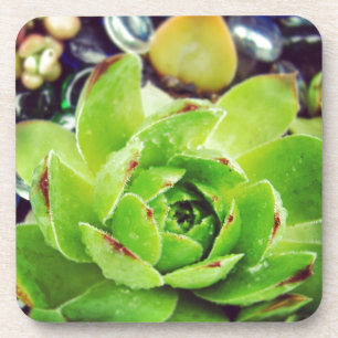 Hen and Chicks Coaster