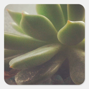 Hen and Chicks plant Square Sticker