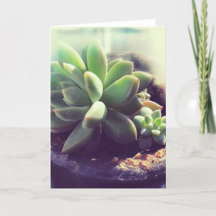 Hen and Chicks Plants Card