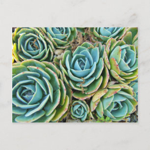 Hen and Chicks Postcard