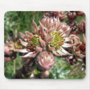 Hen and chicks (Sempervivum) flowers Mouse Mat