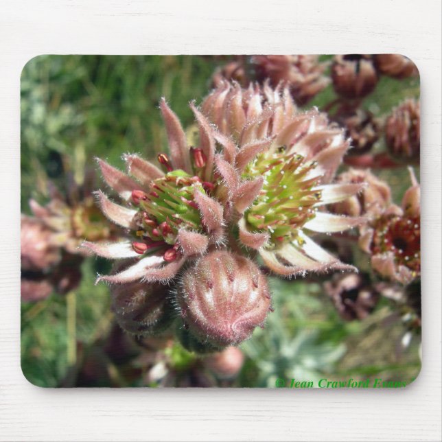 Hen and chicks (Sempervivum) flowers Mouse Mat (Front)