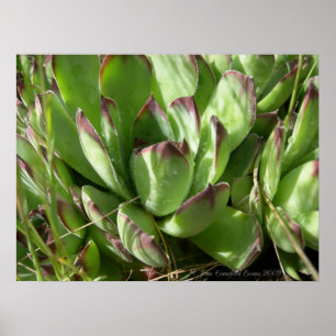 Hen and chicks (Sempervivum) Poster