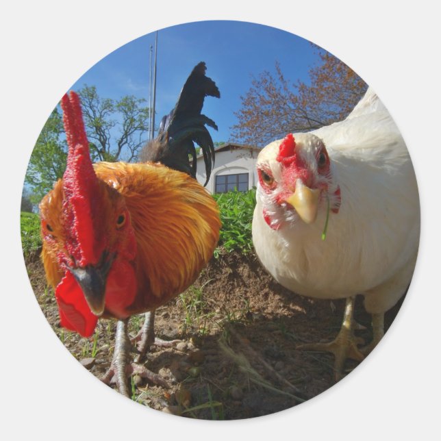 hen and rooster classic round sticker (Front)
