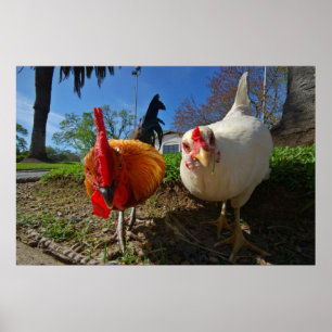 hen and rooster poster