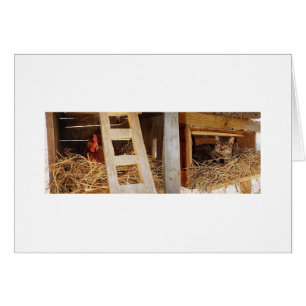 Hen & Cat Nesting