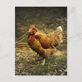 Hen Chicken Bird Farm Farmyard Animal Poultry Postcard