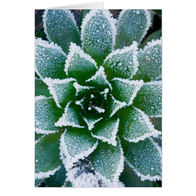 Hen & Chicks succulent with frost in the early (Front)