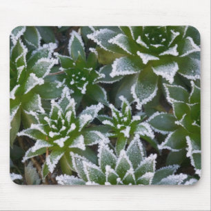 Hen & Chicks succulent with frost in the early Mouse Mat