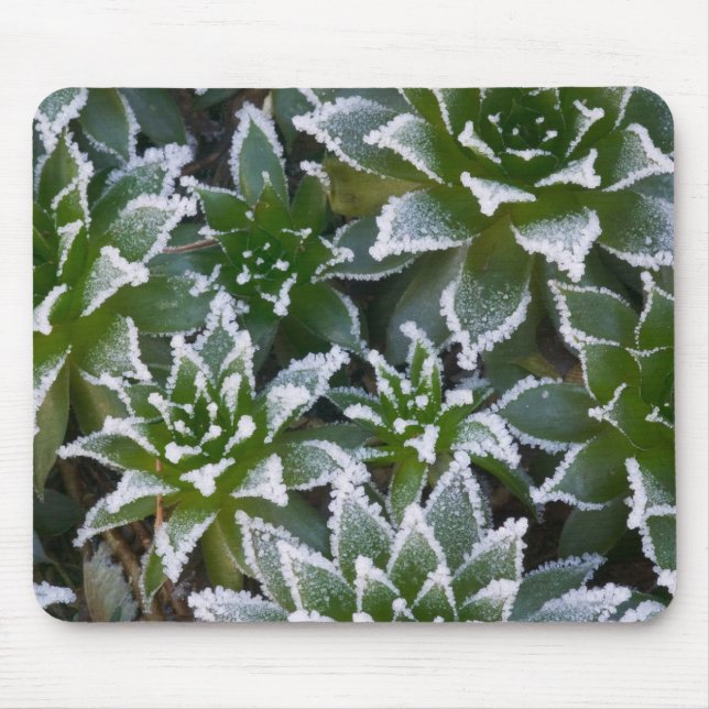 Hen & Chicks succulent with frost in the early Mouse Mat (Front)