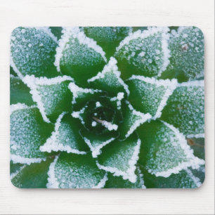 Hen & Chicks succulent with frost in the early Mouse Mat