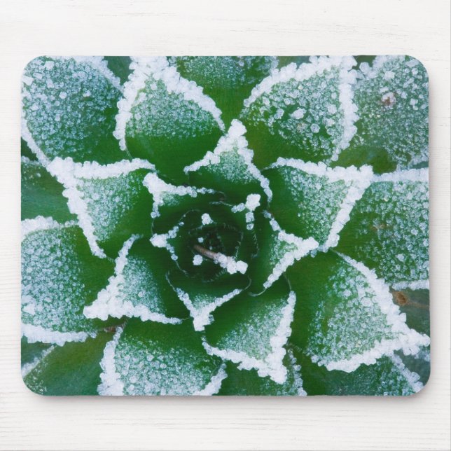 Hen & Chicks succulent with frost in the early Mouse Mat (Front)