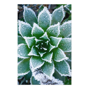 Hen & Chicks succulent with frost in the early Photo Print