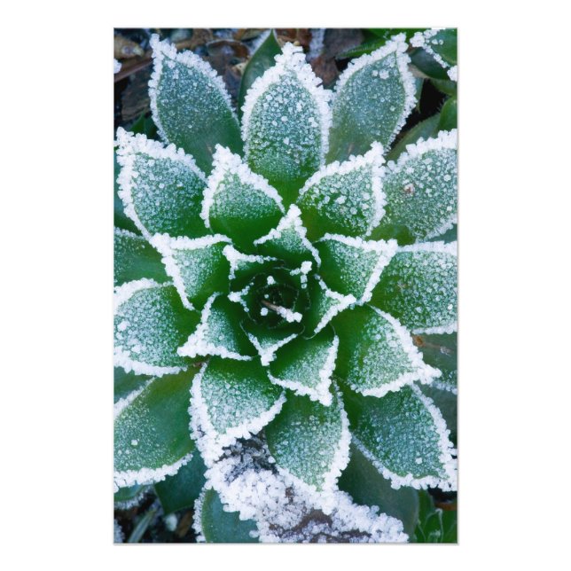 Hen & Chicks succulent with frost in the early Photo Print (Front)