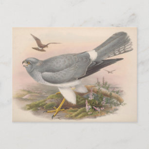 Hen Marsh Harrier Bird_GC - Postcard