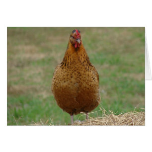 Hen On a Hay Bale