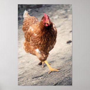Hen Poster