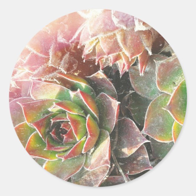 Hen snd Chick Plants, Succulents, Plant Photograph Classic Round Sticker (Front)