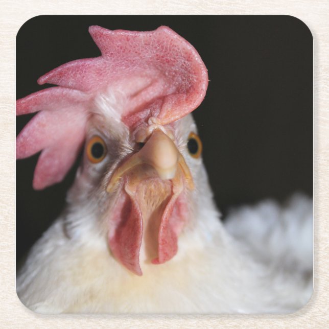 Hen Square Paper Coaster (Front)