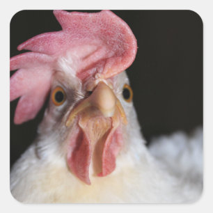 Hen Square Sticker