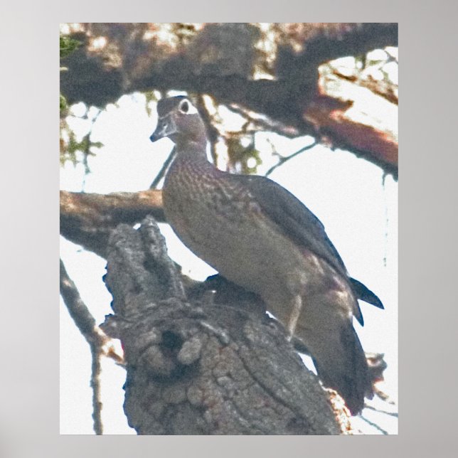 Hen Woodduck Poster (Front)