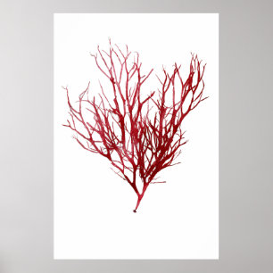 Henry Bradbury"s Pressed Seaweed Ninth Of Ten Poster