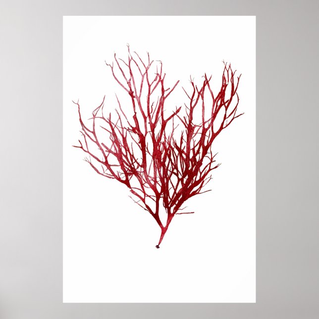 Henry Bradbury"s Pressed Seaweed Ninth Of Ten Poster (Front)