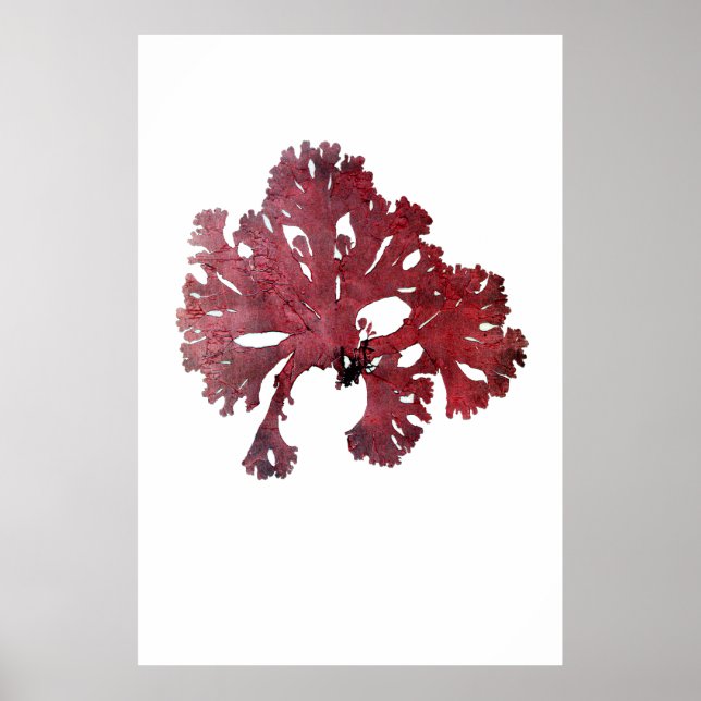 Henry Bradbury"s Pressed Seaweed Seventh Of Ten Poster (Front)