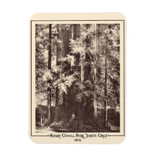Henry Cowell Park, Santa Cruz, California 1903   Magnet