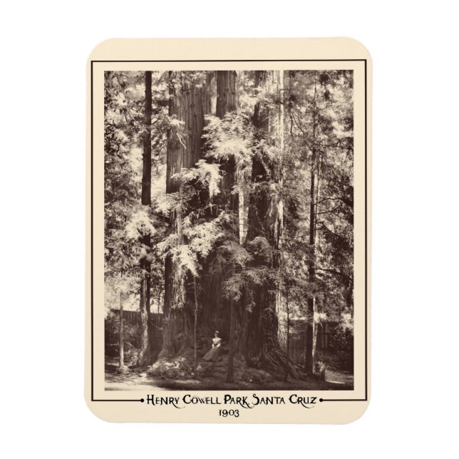 Henry Cowell Park, Santa Cruz, California 1903   Magnet (Vertical)