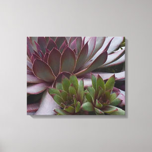 Hens and Chicks Canvas Print