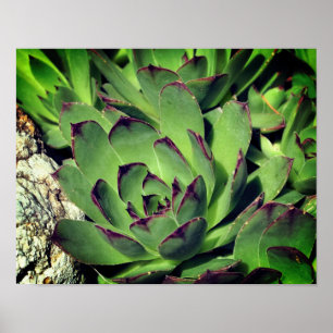 Hens And Chicks Garden Succulents Close Up Poster