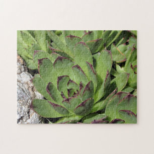 Hens And Chicks Garden Succulents Nature  Jigsaw Puzzle