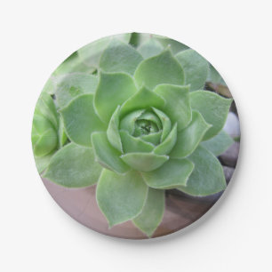 Hens and Chicks Paper Plate