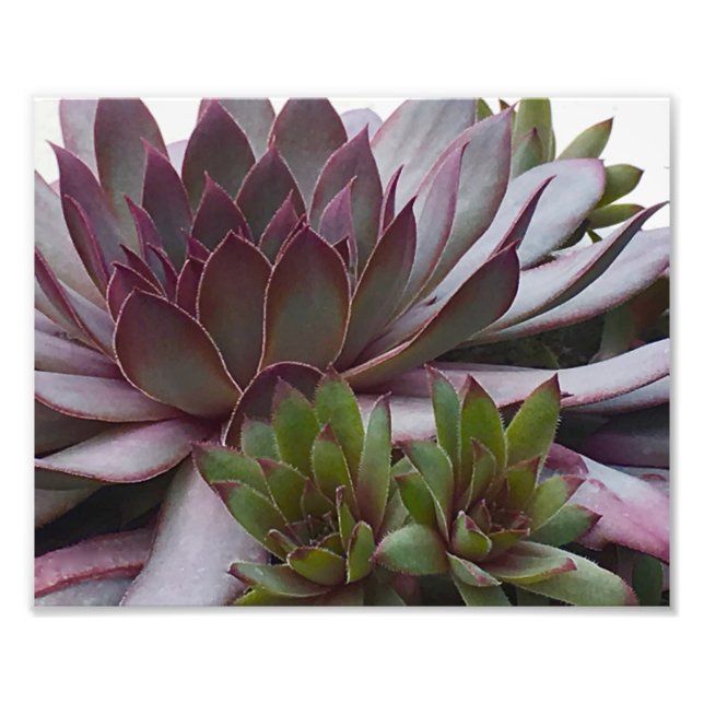 Hens and Chicks Photo Print (Front)