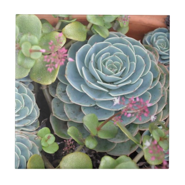 Hens and Chicks Plant Tile (Front)