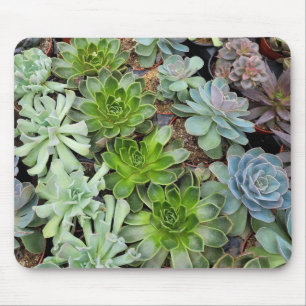 Hens and chicks plants mouse mat