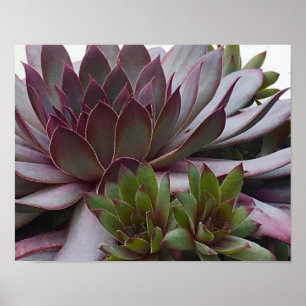 Hens and Chicks Poster