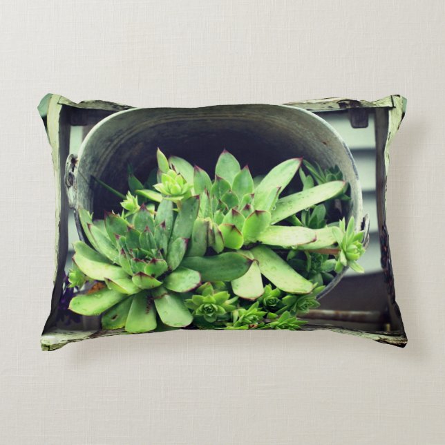 Hens And Chicks Succulents In A Bucket   Decorative Cushion (Front)