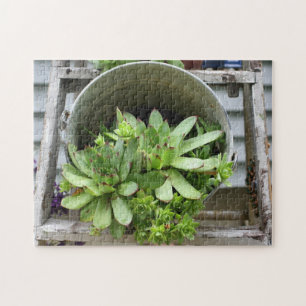 Hens And Chicks Succulents In A Bucket Nature  Jigsaw Puzzle