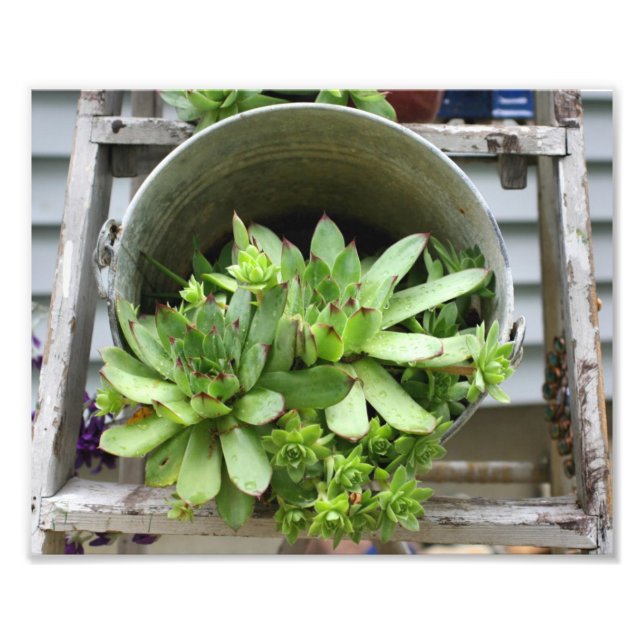 Hens And Chicks Succulents In A Bucket Nature Photo Print (Front)