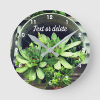 Hens And Chicks Succulents In Bucket Personalised