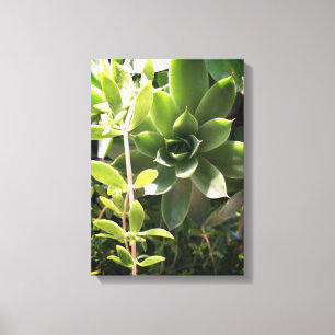 Hens & Chicks Plant on Canvas Print