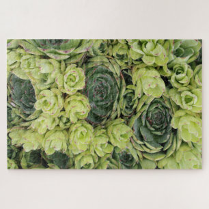 Hens & Chicks Succulent Plants Jigsaw Puzzle