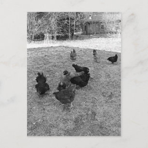 Hens in the Barn Yard Postcards