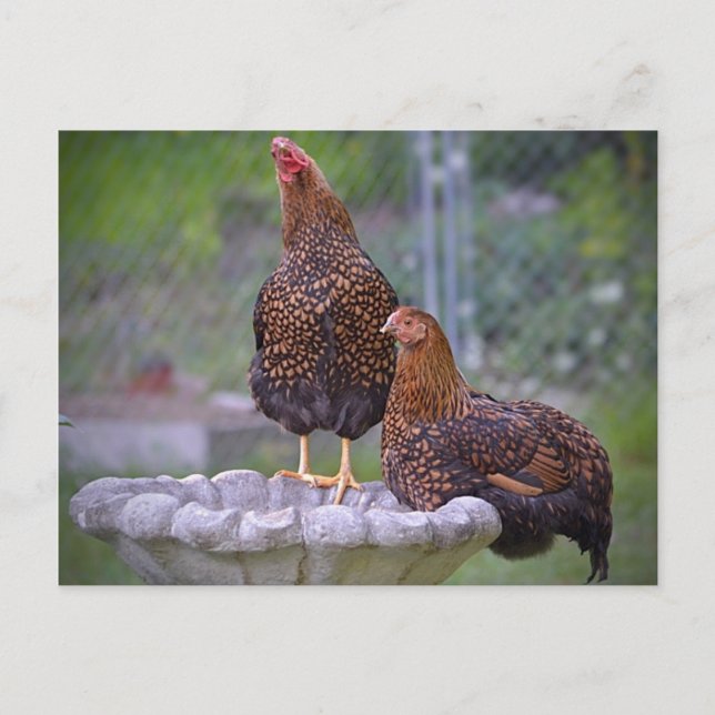 Hens On Birdbath Postcard (Front)