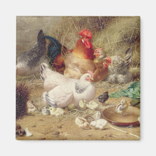 Hens roosting with their chickens magnet