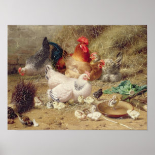 Hens roosting with their chickens poster